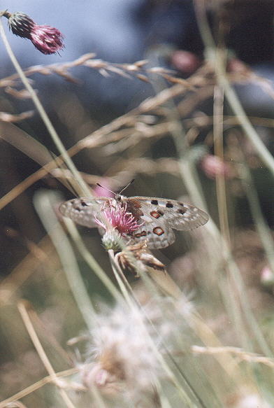 Apollo (underside)