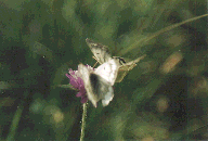Mountain Clouded Yellow