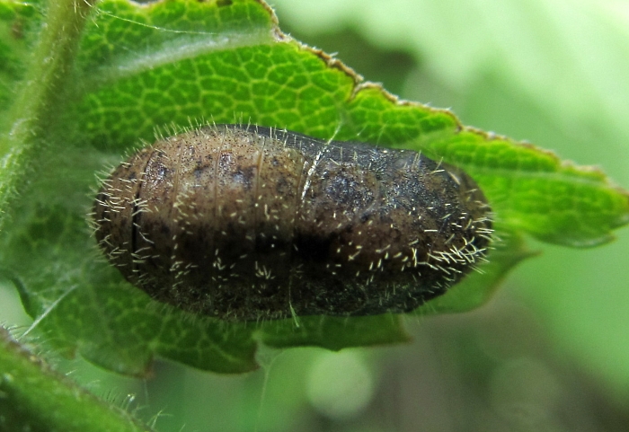 Satyrium w-album pupa