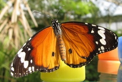 Danaus chrysippus