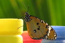 Danaus chrysippus