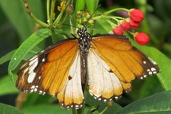 Danaus chrysippus alcippus