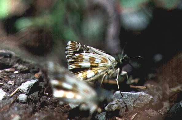 Pyrgus sp.