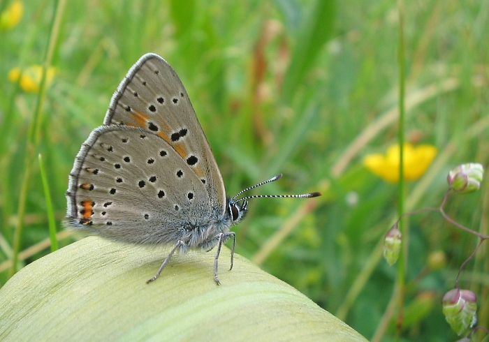 Lycaena hippothoe