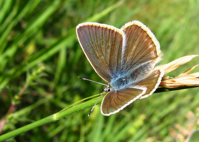 Polyommatus damon