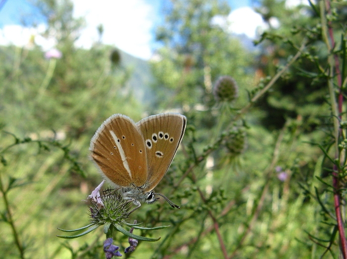 Polyommatus damon