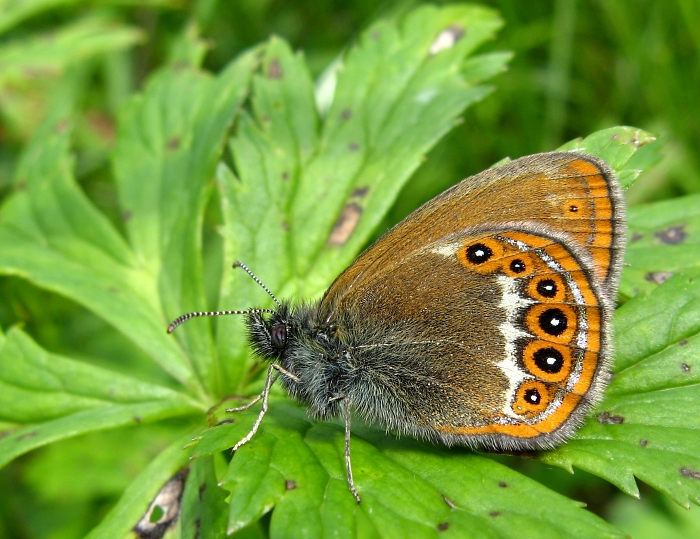 Coenonympha hero