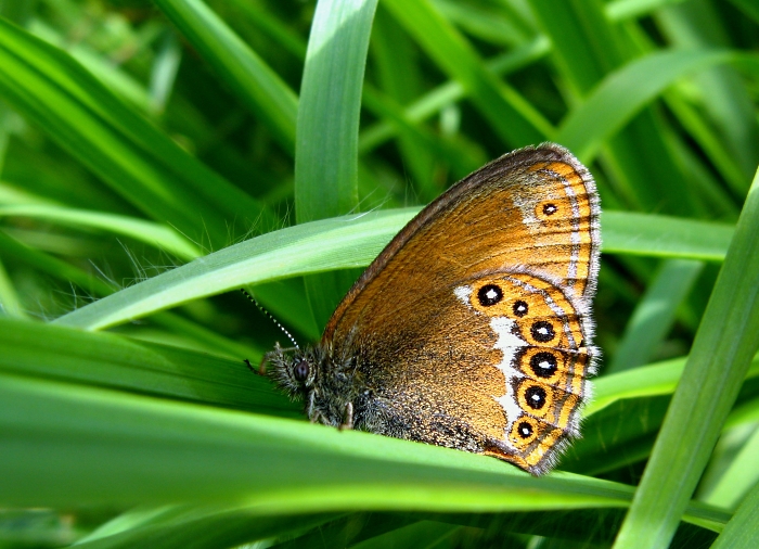 Coenonympha hero