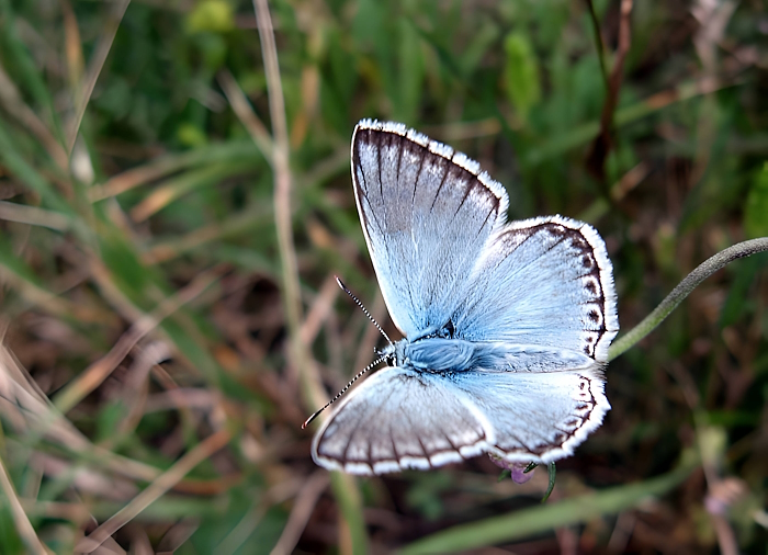 Polyommatus hispanus