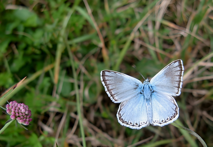 Polymmatus hispanus
