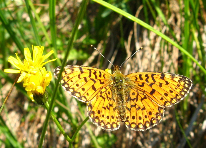 Boloria selene