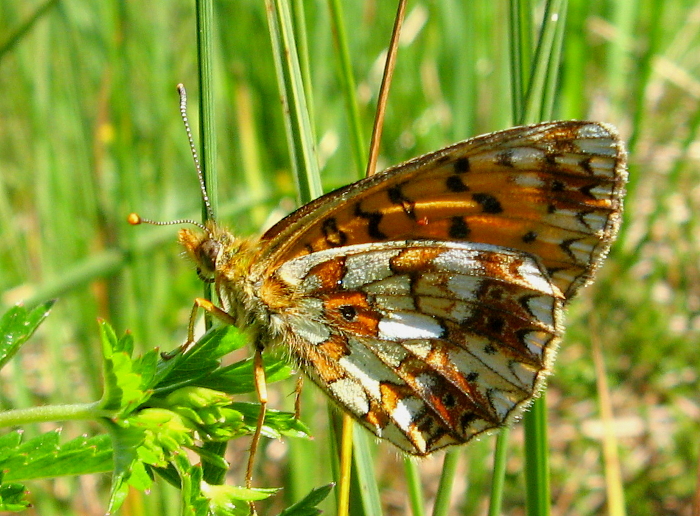 Boloria selene