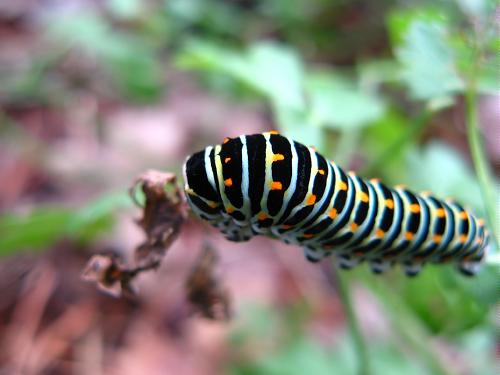Papilio machaon larva
