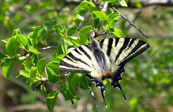 Scarce swallowtail - Iphiclides podalirius