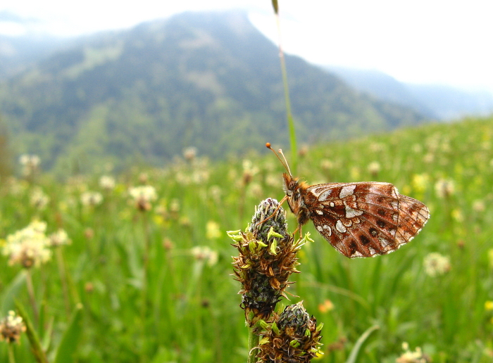 Boloria dia