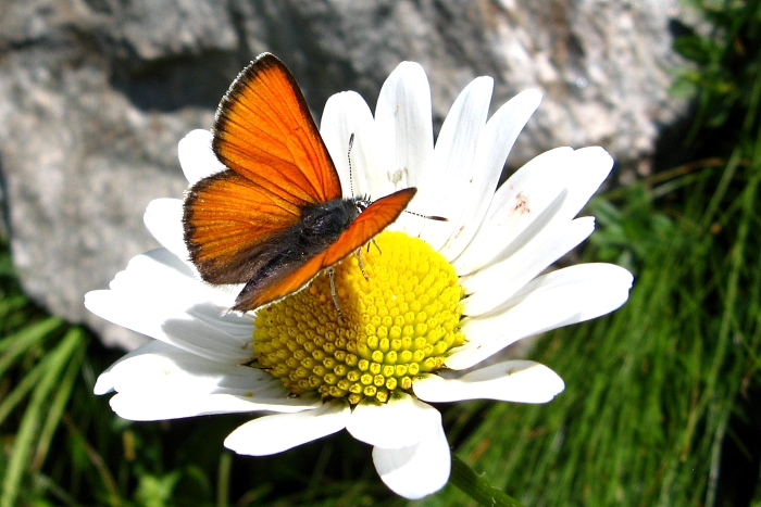 Lycaena hippothoe