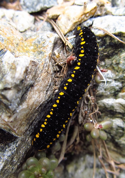 Parnassius apollo larva