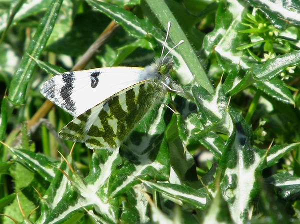 Euchloe belemia