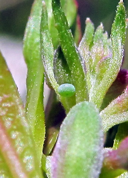 Callophrys rubi egg