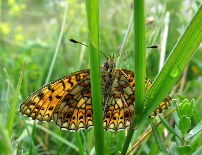 Boloria selene