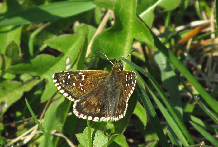 Pyrgus serratulae