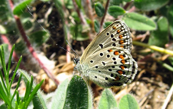 Plebejus trappi