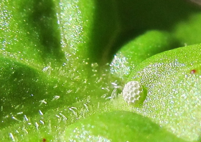 Lycaena hippothoe egg