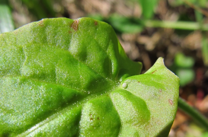 Lycaena hippothoe egg