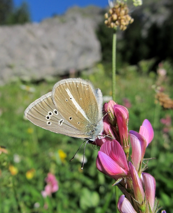 Polyommatus damon