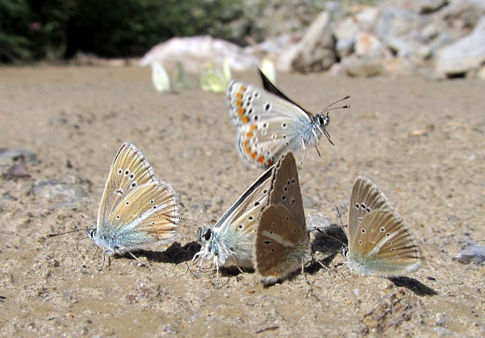 Polyommatus damon