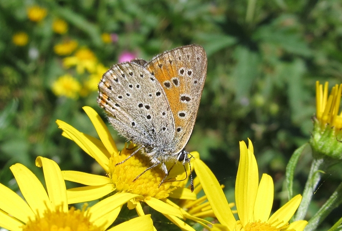 Lycaena hippothoe