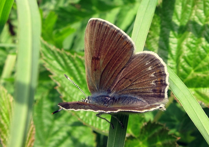 Lycaena hippothoe