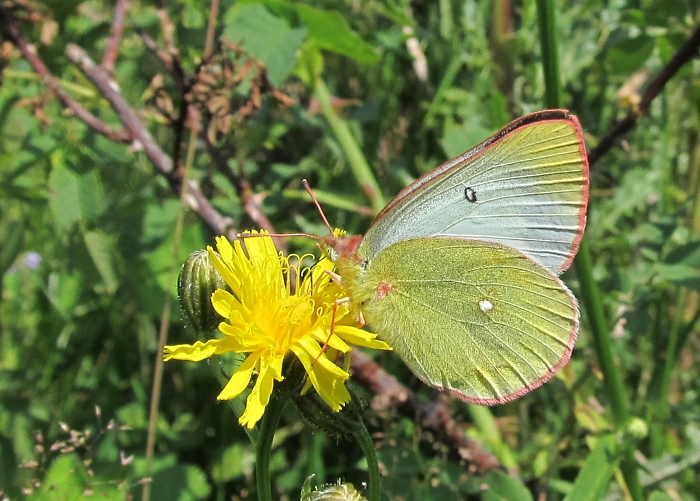 Colias palaeno