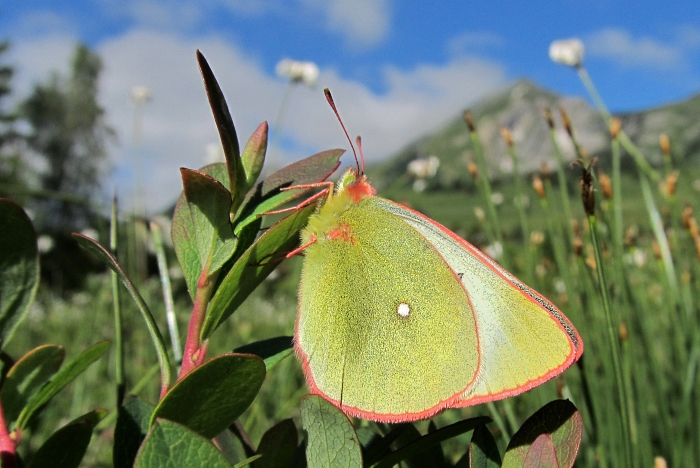 Colias palaeno