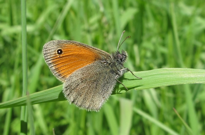 Coenonympha pamphilus