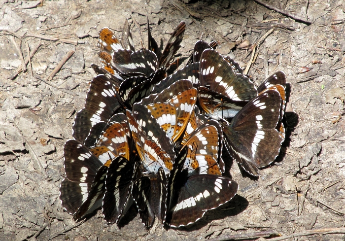 Limenitis camilla