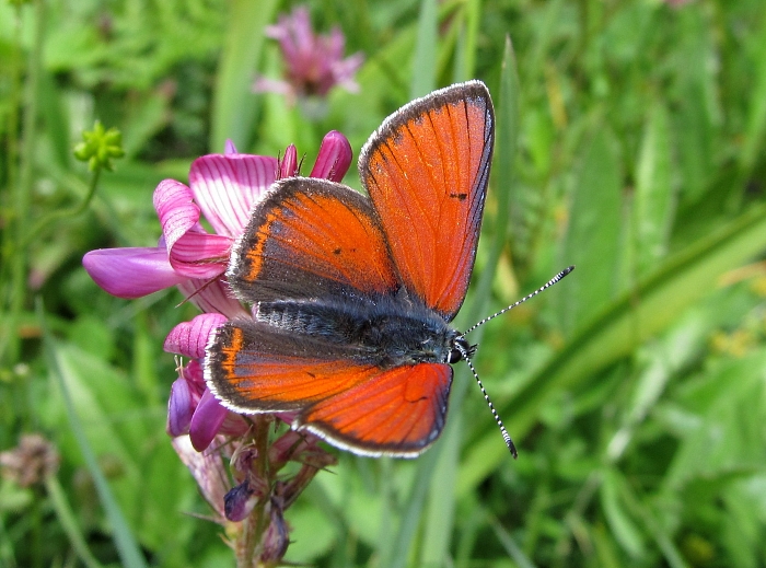 Lycaena hippothoe