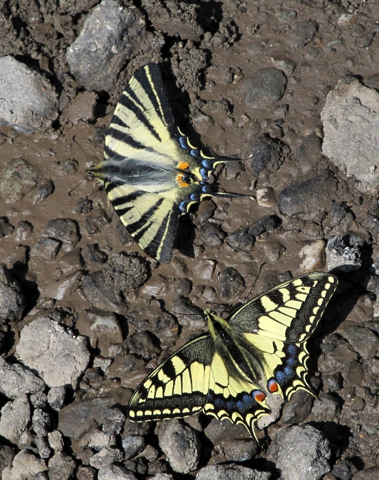 Papilio machaon Iphiclides podalirius