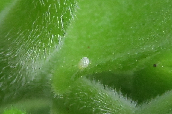 Cacyreus marshalli egg