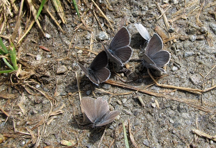 Cupido minimus