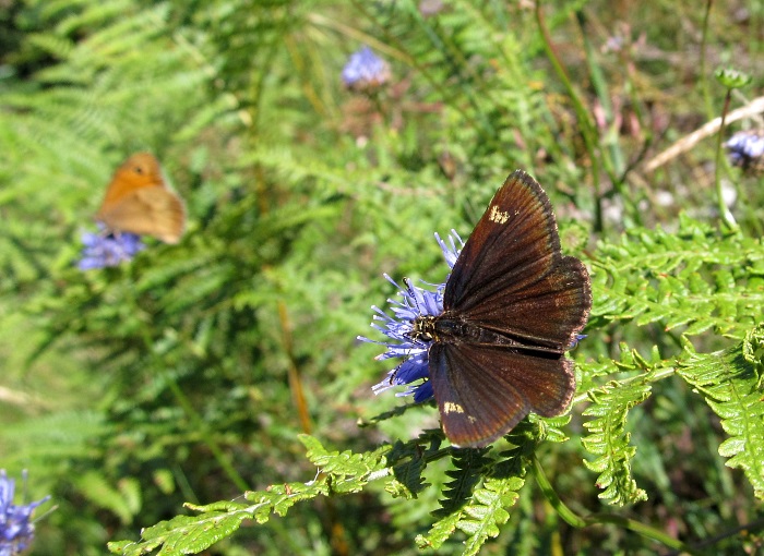 Heteropterus morpheus