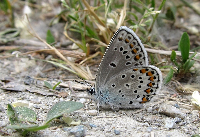 Plebejus trappi