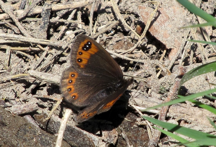 Erebia triaria