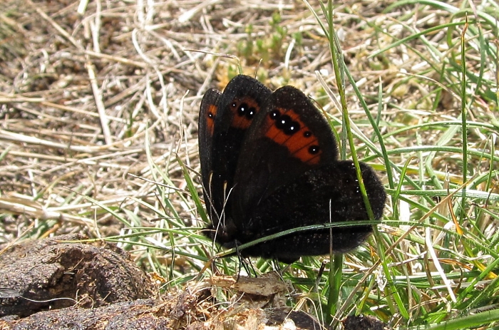 Erebia triaria