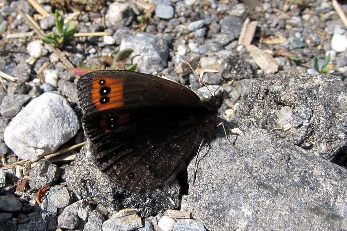 Erebia triaria