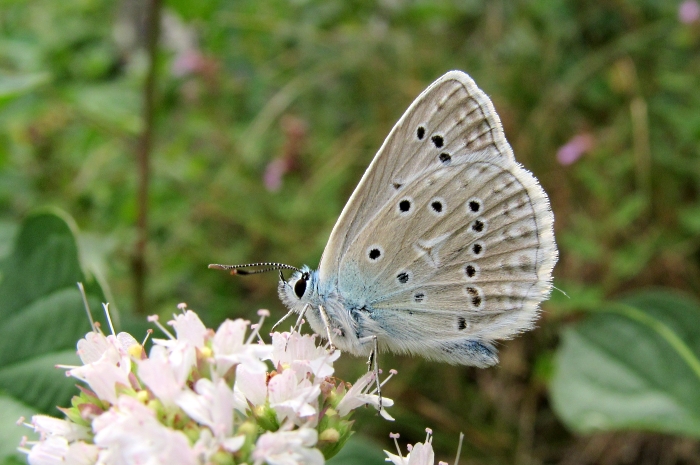 Polyommatus daphnis