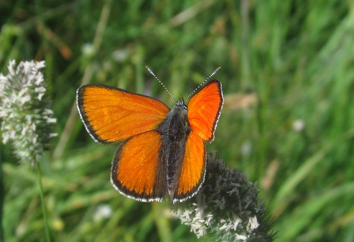 Lycaena hippothoe