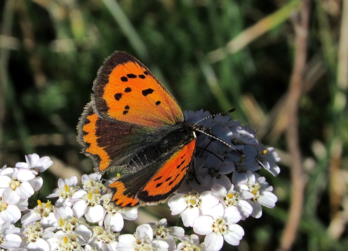 Lycaena phlaeas