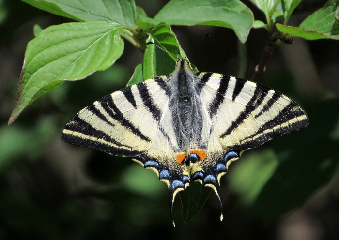 Iphiclides podalirius