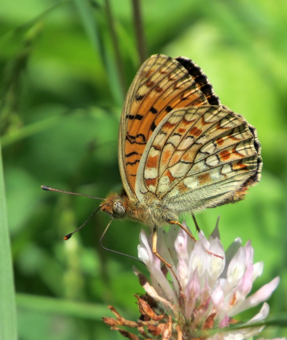 Argynnis niobe